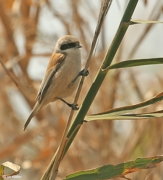  .  Eurasian Penduline Tit  Remiz pendulinus  . The Btecha(Jordan river delta) March 2009 .Lior Kislev 